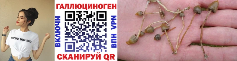 как найти закладки  Калининск  Галлюциногенные грибы Psilocybe 